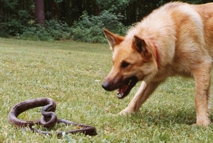 dog snake fight  images à®à¯à®à®¾à®© à®ªà® à®®à¯à®à®¿à®µà¯